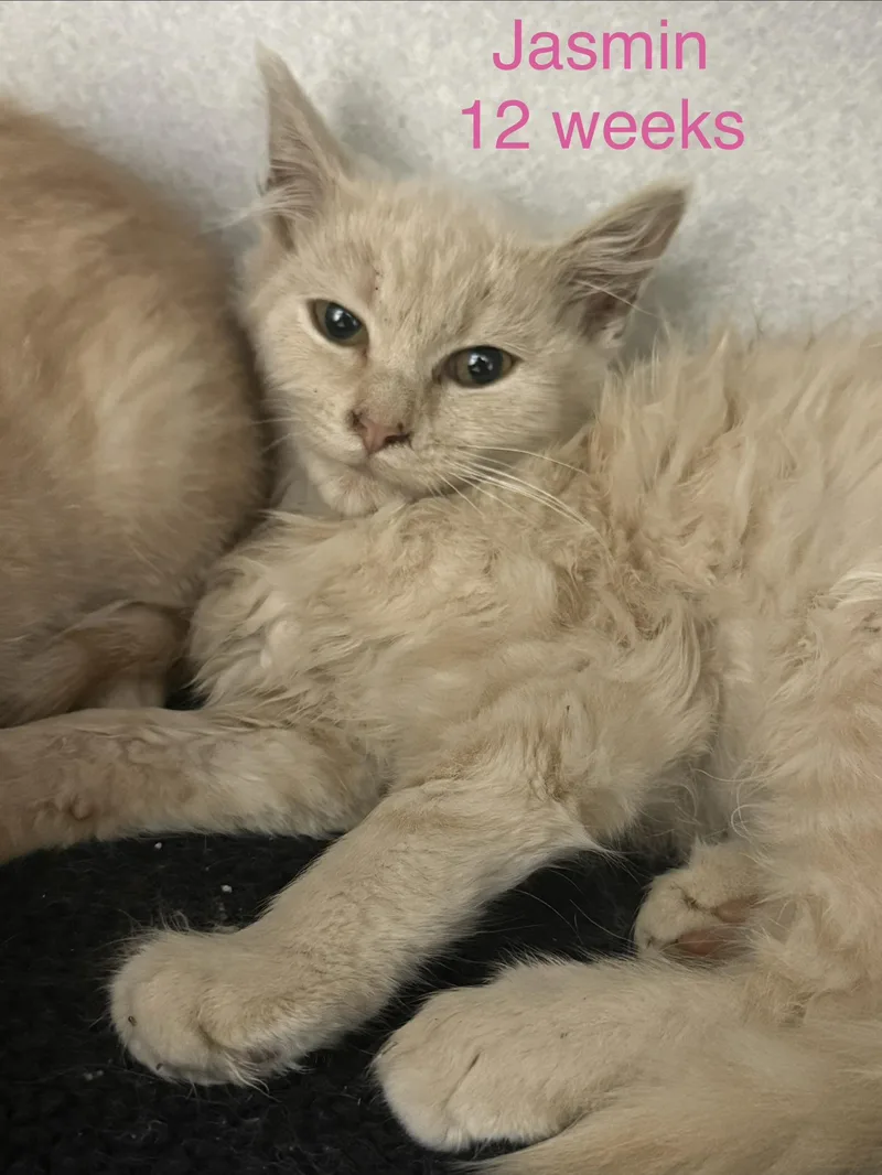 A baby small-sized female Domestic Medium Hair cat named Jasmin for adoption in Fayetteville, WV
