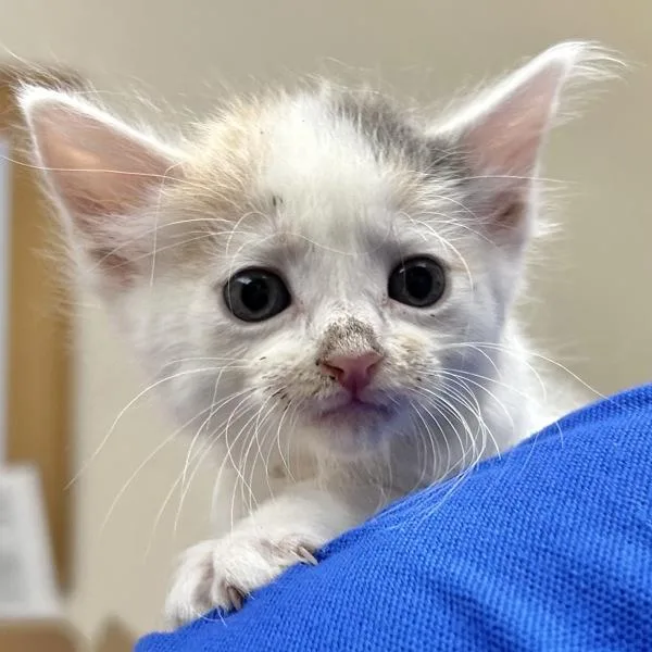A baby small-sized female Domestic Short Hair cat named Belle for adoption in Oakland, CA