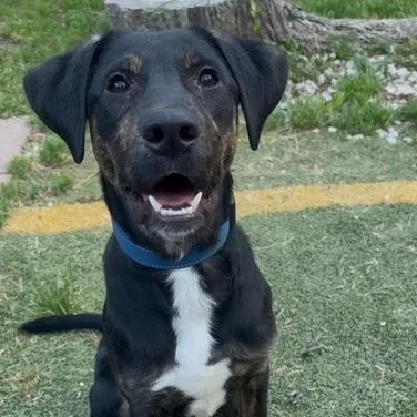 A young medium-sized male Brindle Doberman Pinscher dog named Goose for adoption in Irmo, SC