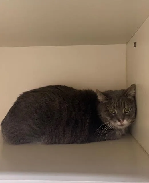 An adult medium-sized male Domestic Short Hair cat named Working Cat: Boxie for adoption in Bloomington, IN