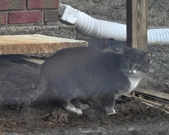 Working Cat: Boxie thumbnail 2