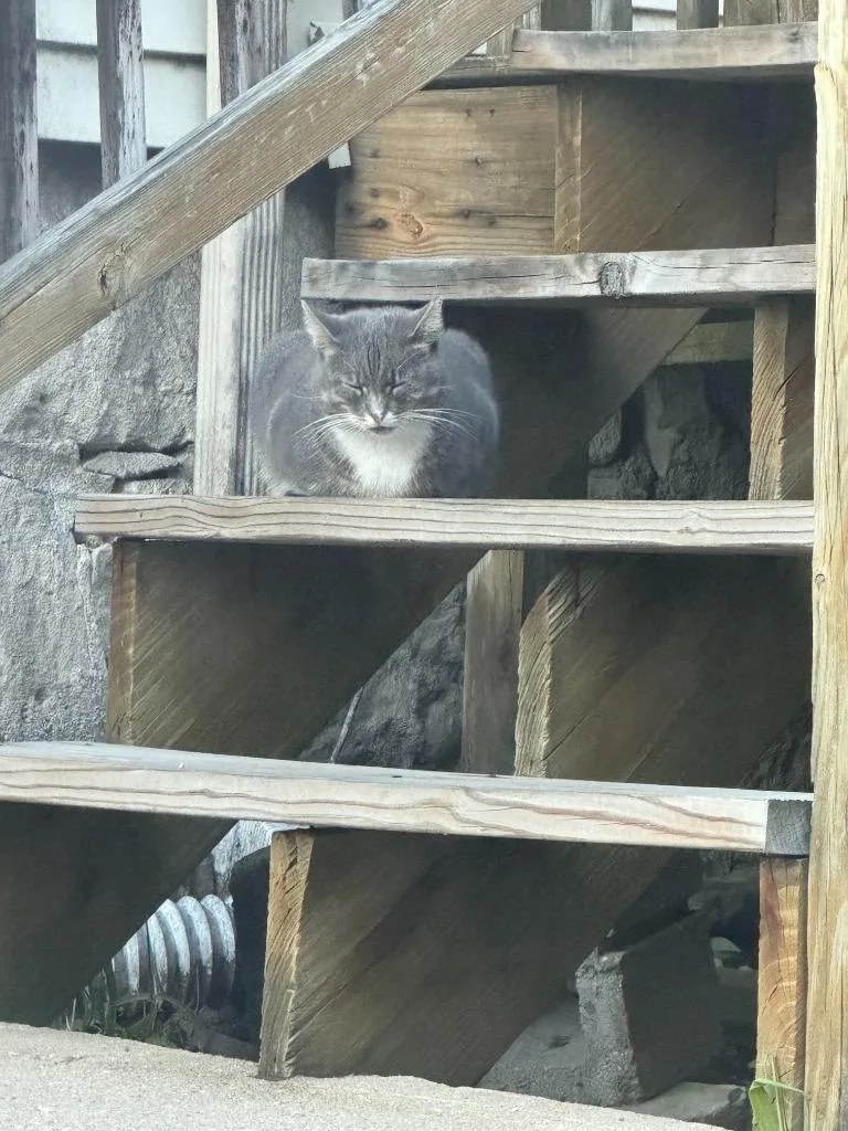 Working Cat: Boxie thumbnail 3