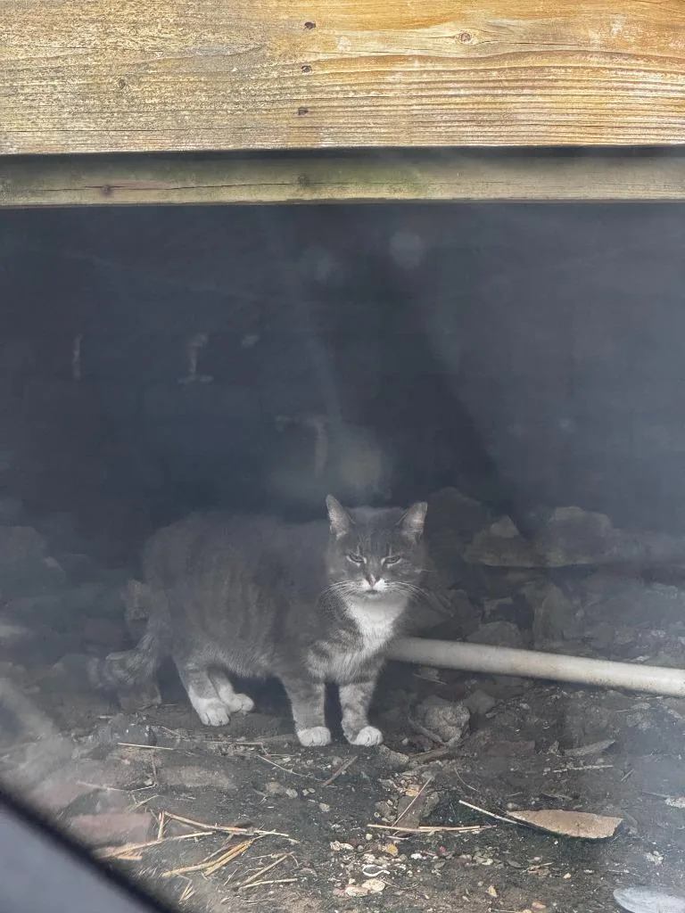 Working Cat: Boxie thumbnail 4