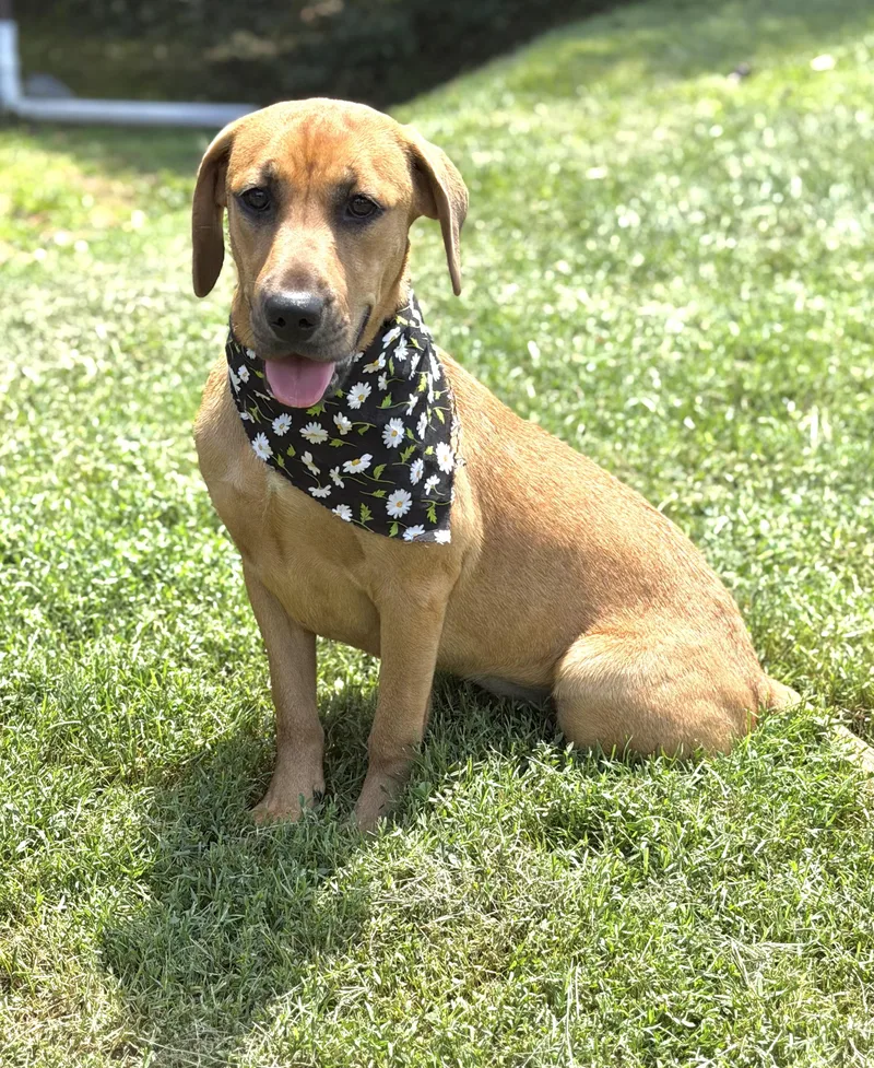 A baby medium-sized female Yellow / Tan / Blond / Fawn Hound dog named Sparkles for adoption in Maryville, TN