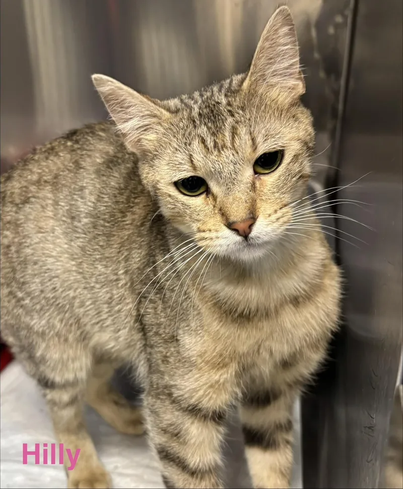 A young medium-sized female Tabby (Brown / Chocolate) Tabby cat named Hilly for adoption in Las Vegas, NV