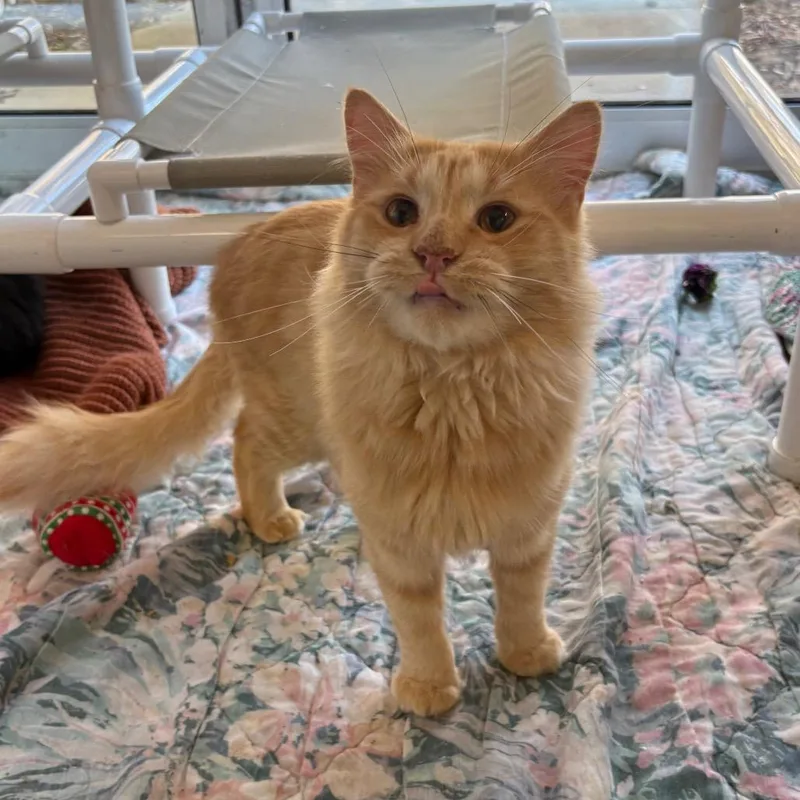 A young medium-sized male Domestic Medium Hair cat named Michael Meowers for adoption in West Olive, MI