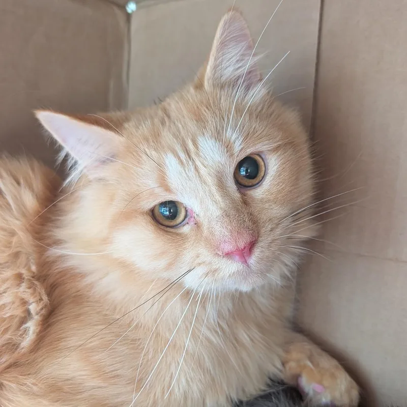 Michael Meowers thumbnail 2