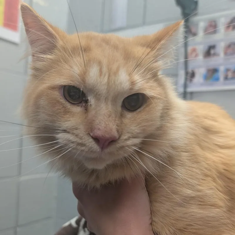 Michael Meowers thumbnail 3