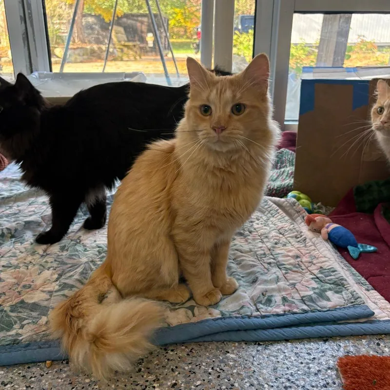 Michael Meowers thumbnail 4