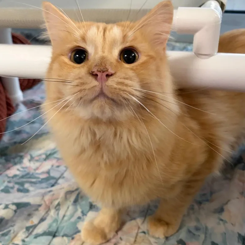Michael Meowers thumbnail 5