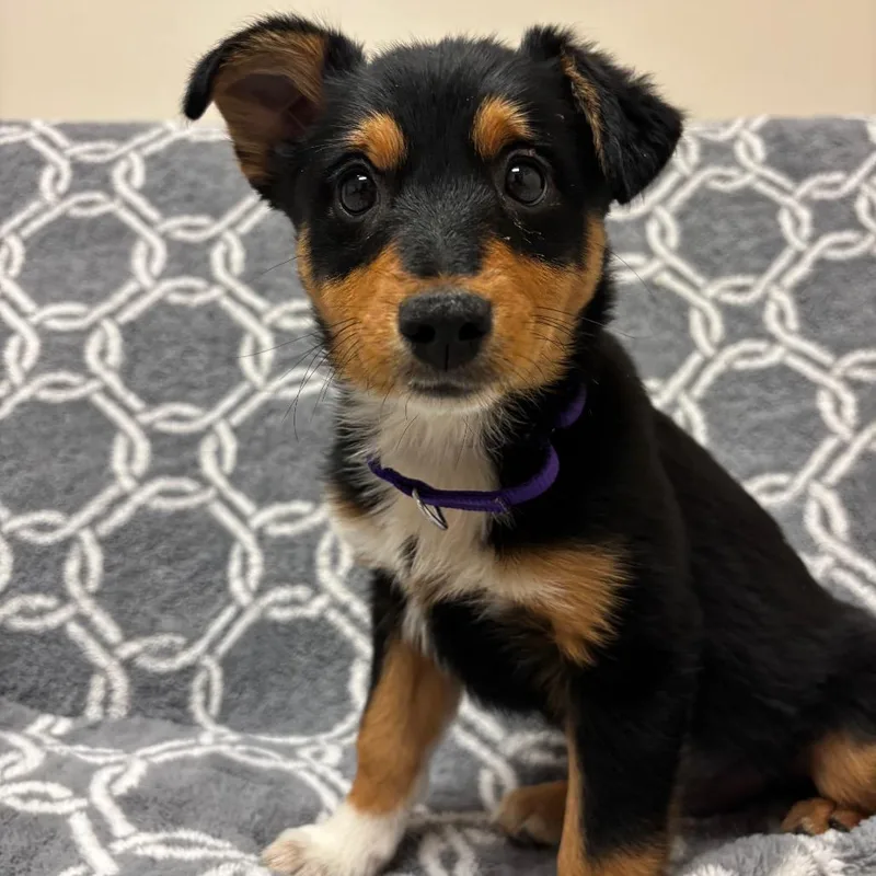 A baby small-sized female Black German Shepherd Dog named Petunia for adoption in Santa Barbara, CA