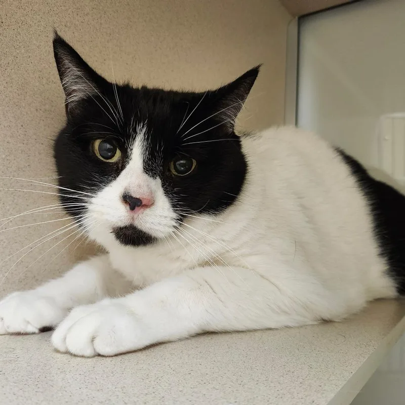 A senior large-sized female White Domestic Short Hair cat named Lovie for adoption in Ballston Spa, NY
