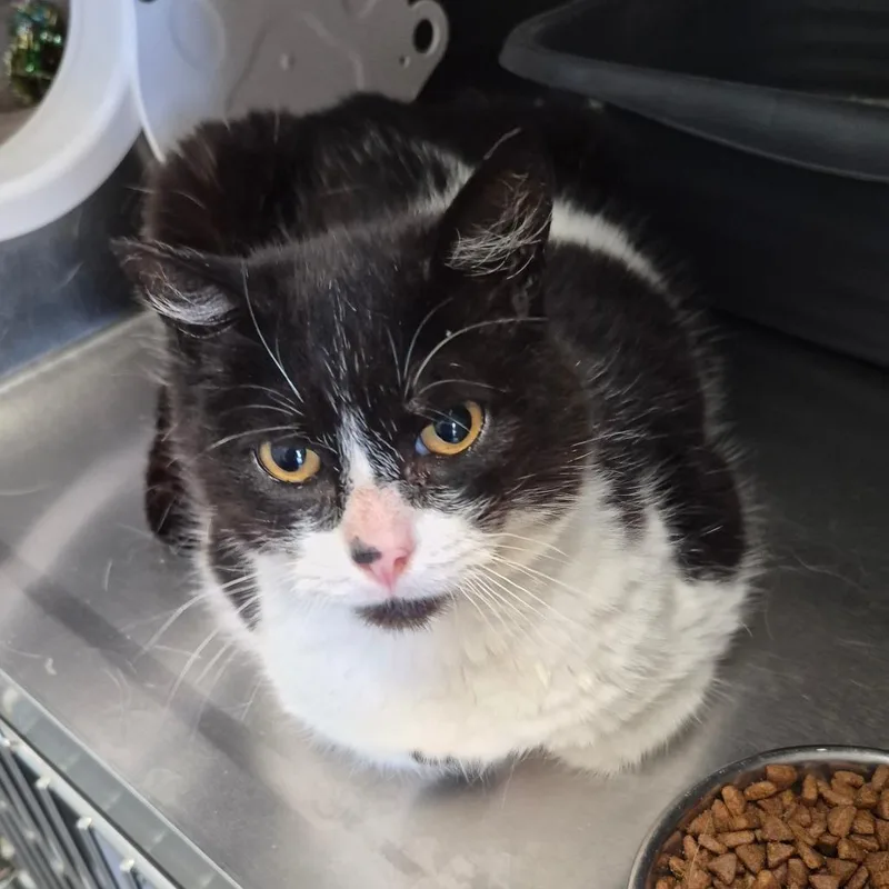 A senior medium-sized male Black Domestic Short Hair cat named Buster for adoption in Fort Bragg, CA