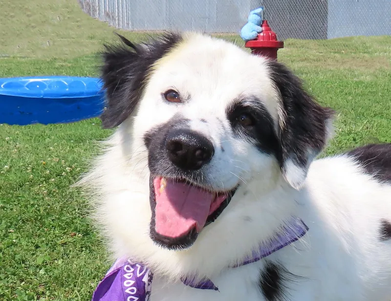 An adult large-sized male Border Collie dog named Phantom CC for adoption in Rogers, AR