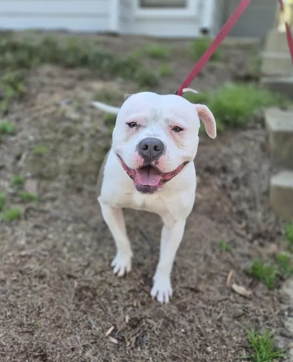 Pen  Echo thumbnail 2