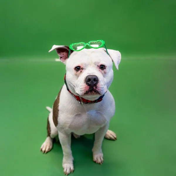 Pen  Echo thumbnail 3