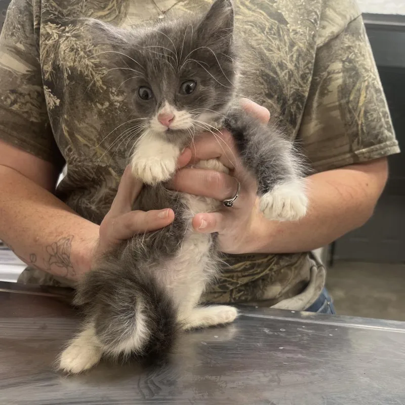 A baby small-sized female White Domestic Short Hair cat named Jessie for adoption in Clanton, AL