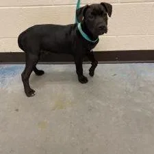 A baby small-sized male Black Mixed Breed dog named Darlin for adoption in Memphis, TN