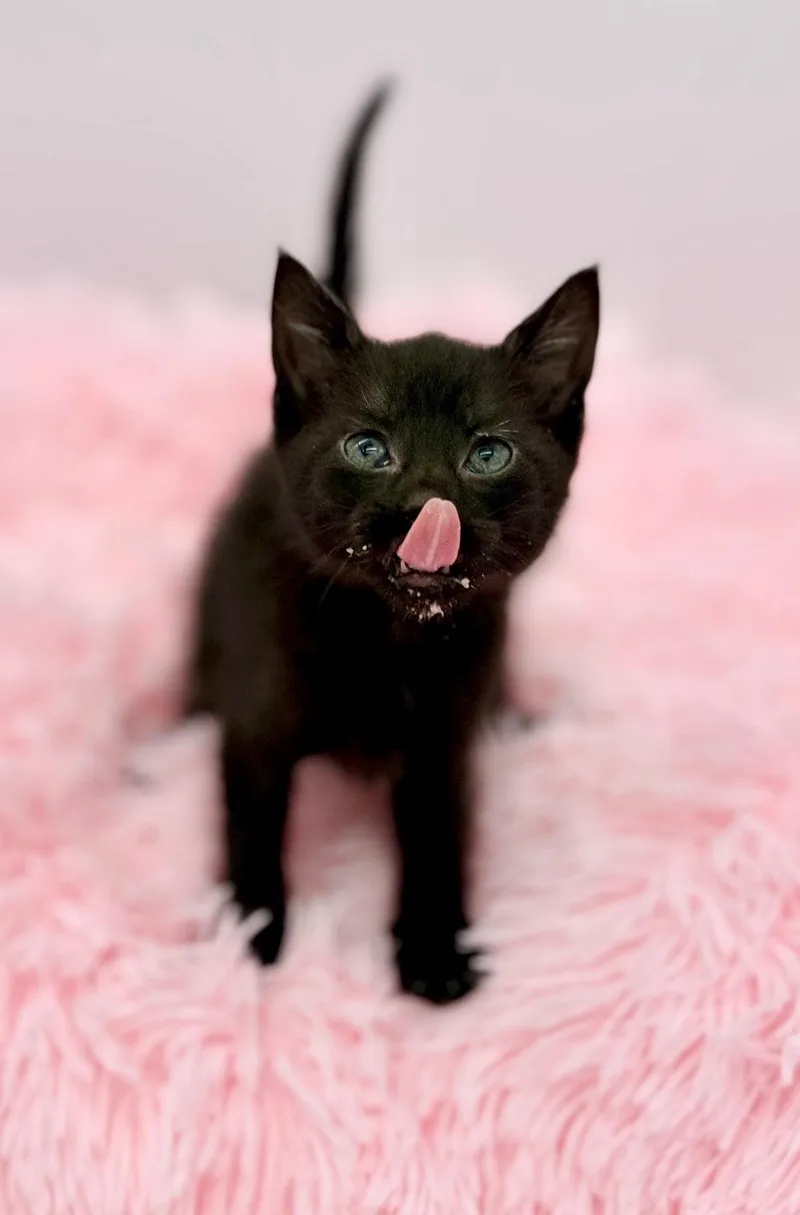 A baby medium-sized male Black Domestic Short Hair cat named Alex Warren for adoption in Covington, LA