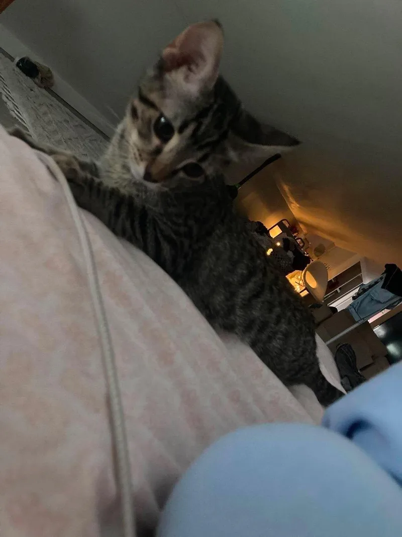 A baby medium-sized male Tabby (Brown / Chocolate) Domestic Short Hair cat named Basil for adoption in Overland Park, KS