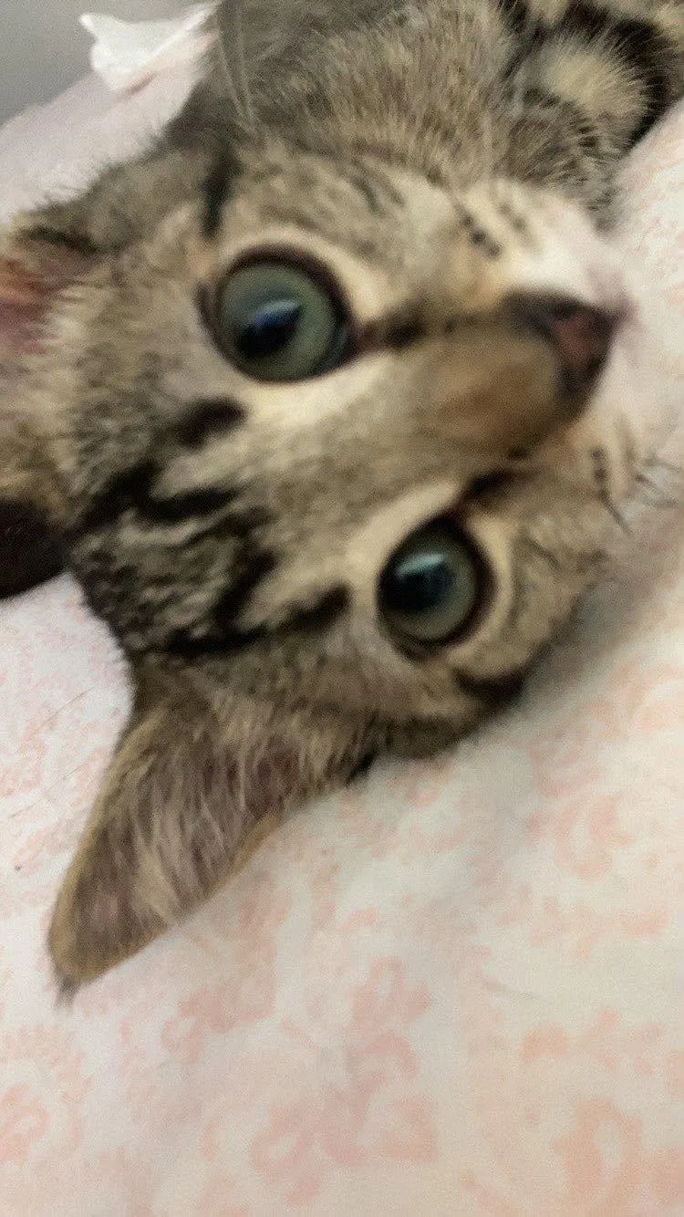 Basil thumbnail 2