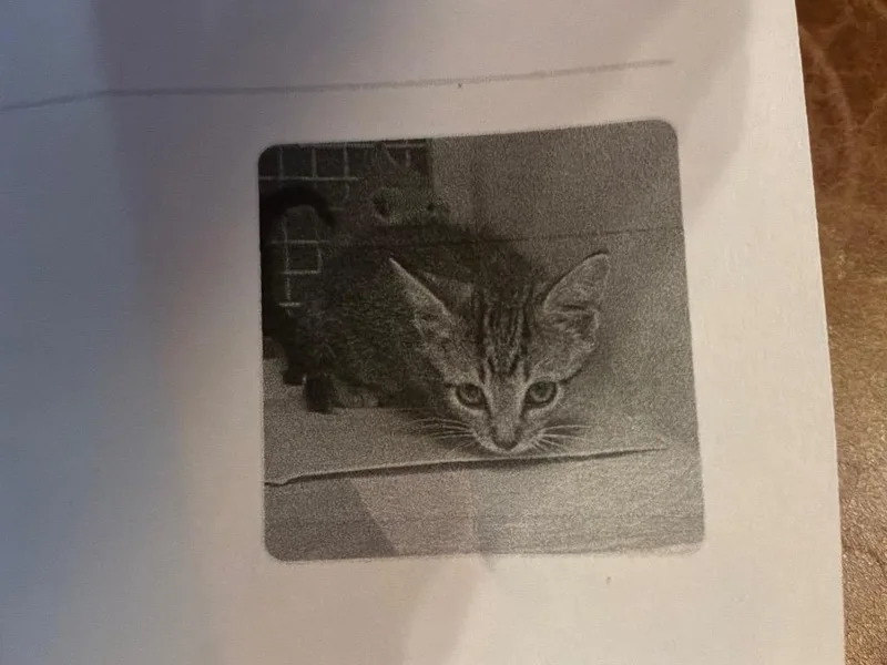A baby small-sized male Domestic Short Hair cat named Arizona for adoption in Tulsa, OK