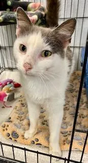 Slim Jim thumbnail 2