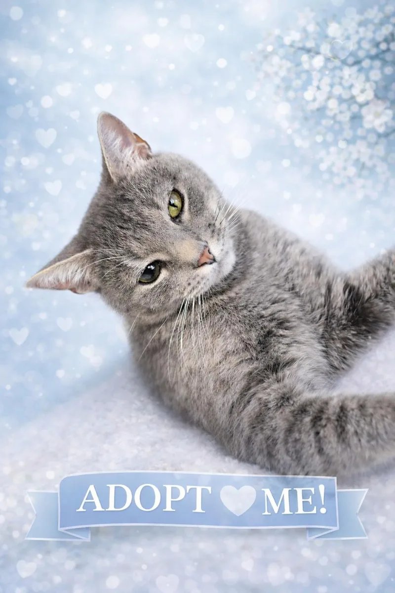 Michicalm & Confident Companion thumbnail 3