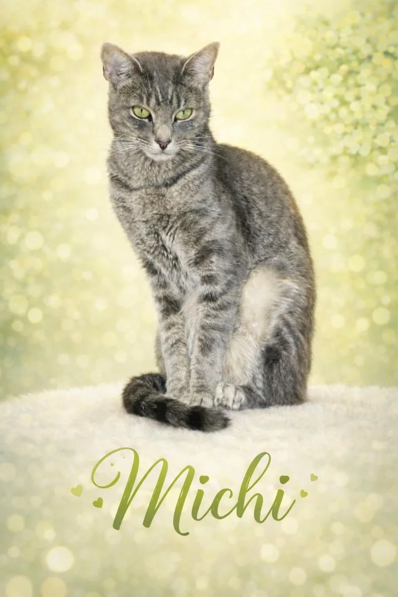 A young medium-sized female Tabby (Gray / Blue / Silver) Tabby cat named Michicalm & Confident Companion for adoption in Laurel, MD