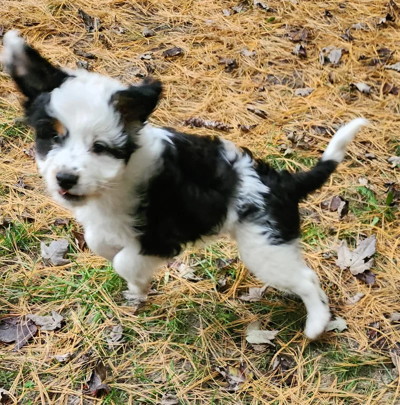 A baby medium-sized male Aussiedoodle dog named Jarad for adoption in Liberty Center, OH