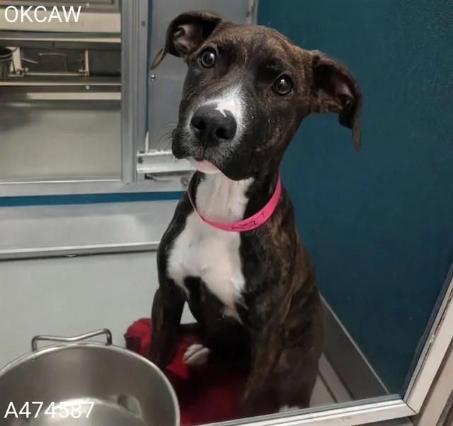 A baby small-sized female Pit Bull Terrier dog named A for adoption in Oklahoma City, OK