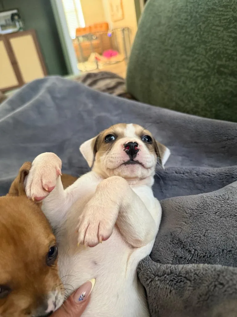 A baby medium-sized female White / Cream Pit Bull Terrier dog named Quesadilla for adoption in Austin, TX
