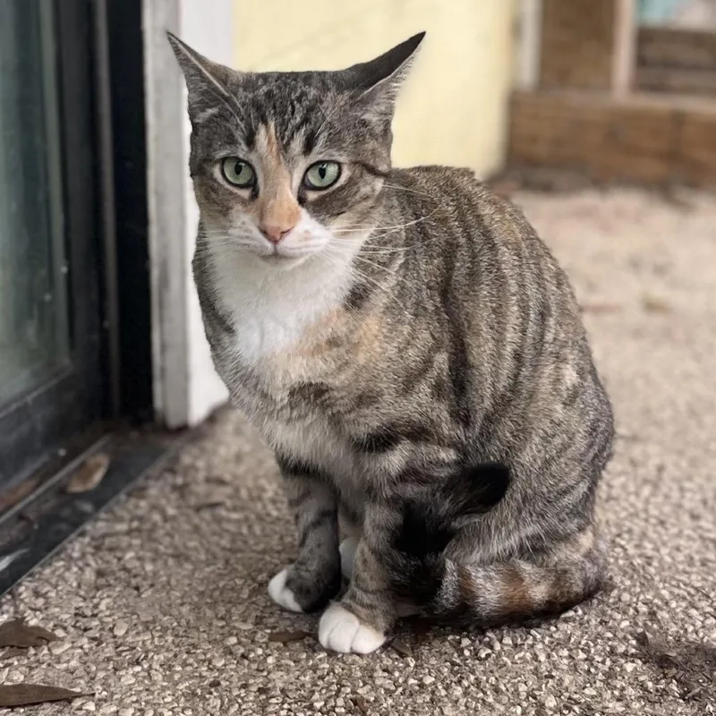 Tiramisu thumbnail 2