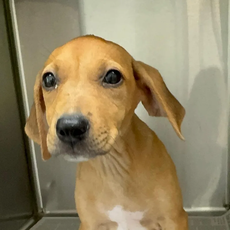 A young medium-sized female Red / Chestnut / Orange Redbone Coonhound dog named Sage for adoption in Waggaman, LA