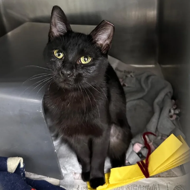 A young small-sized female Black Domestic Short Hair cat named Annalise for adoption in Chicago, IL