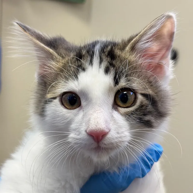 A baby small-sized male Brown / Chocolate Domestic Short Hair cat named Dr. Dennis Whitaker for adoption in Santa Barbara, CA