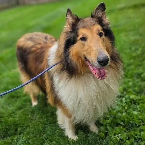 A senior large-sized male Collie dog named Duncun for adoption in Dublin, OH