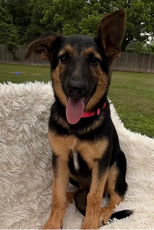 A baby medium-sized female Tricolor (Brown, Black, & White) German Shepherd Dog dog named Tiramisu for adoption in TOMBALL, TX