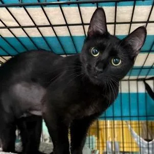 An adult medium-sized female Black Domestic Short Hair cat named Mercury for adoption in Washington, DC