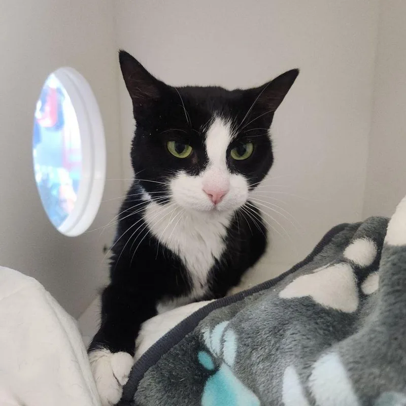 A senior small-sized female Domestic Short Hair cat named Moo for adoption in Kingman, AZ