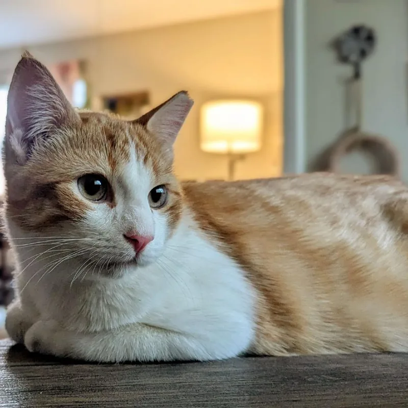 An adult small-sized male Domestic Short Hair cat named Comet for adoption in Tulsa, OK