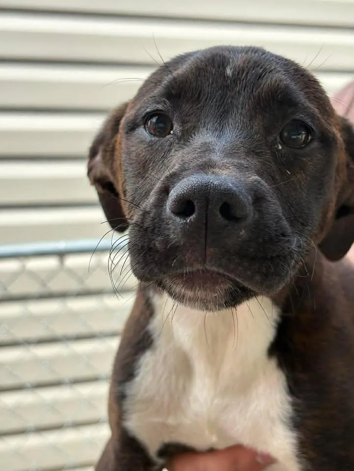 A baby medium-sized female Mixed Breed dog named Carmela for adoption in Lavonia, GA