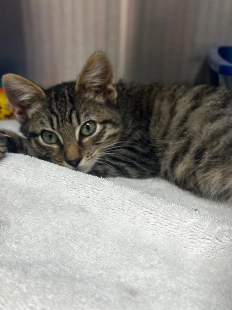 A baby medium-sized male Domestic Short Hair cat named Arlo for adoption in Jonesboro, AR
