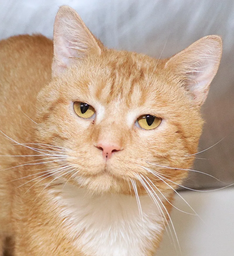 An adult medium-sized male Tabby (Orange / Red) Domestic Short Hair cat named Tucker for adoption in Cincinnati, OH