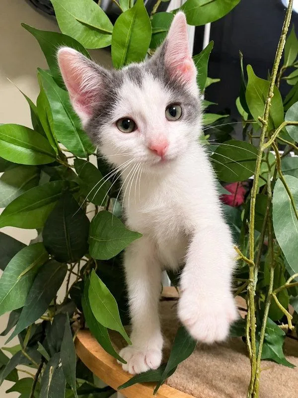 A young medium-sized male Gray & White Domestic Short Hair cat named Maverick for adoption in Knoxville, TN