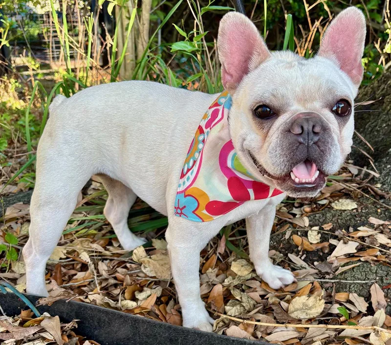 An adult small-sized female White / Cream French Bulldog dog named Kleo for adoption in Cypress, TX