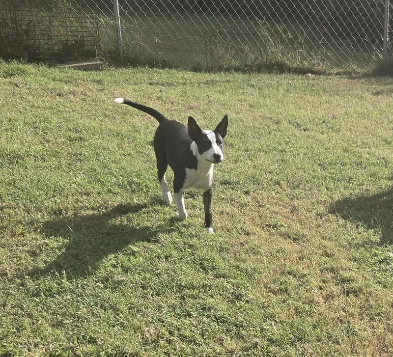 A baby medium-sized female Hound dog named Olivia for adoption in Byhalia, MS
