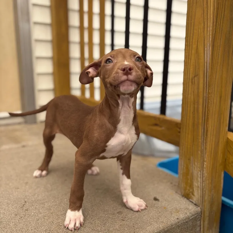 A baby medium-sized male Pit Bull Terrier dog named Crepe for adoption in Fenton, MI