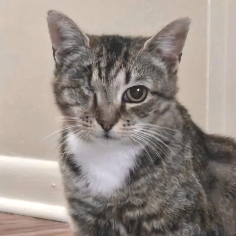 An adult medium-sized female Brown / Chocolate Domestic Short Hair cat named Island for adoption in Chapel Hill, NC