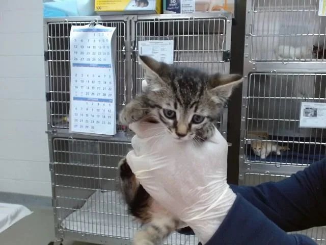 A baby small-sized male Domestic Short Hair cat named Badger for adoption in Salinas, CA